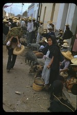 Sl44 Slide 1940’s  Mexico Market Scene pigs 731a picture