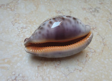 F Cypraea rosea mappa WOW F++++ singularis great pattern 76.7 mm natural glossy picture