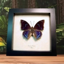Charaxes numenes Blue African Butterfly Framed Taxidermy Display picture