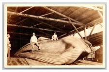 MOSS LANDING CA  ~ finback whale Pacific Whaling CO. ~ on tour SANTA FE Railroad picture