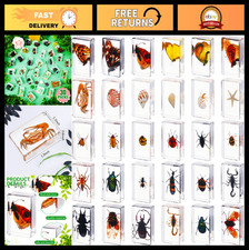 30 Pcs Real Insect Specimens in Resin - Educational Bug Collection Paperweights picture