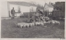 1927 Mendocino California Farm Pigs Piglets Hogs Woodpile Man VINTAGE PHOTO picture