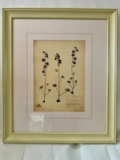 An Original Plant Speciman From The Botanical Gardens In NY From North America. picture