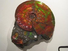 10.5LB Natural Canada Ammonite Fossil with ammonite gem material in rock matrix picture