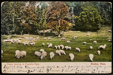 Vintage Postcard 1906 Sheep, Franklin Park, Boston, Massachusetts (MA) picture