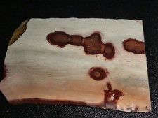 Red Sage Jasper slab-5 5/8