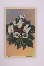 1930s Curt Teich Linen Postcard Cotton Blossoms S 536 picture