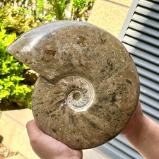 Polished Ammonite Fossil Spiral Shell Chrysanthemum Pattern Mineral 7.5 lb picture