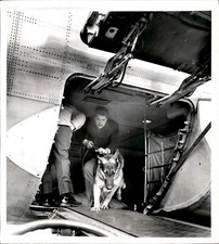 LG92 1972 Original Lombardo Photo DETROIT POLICE DOG