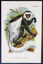 1890 Lloyds Antique Print - The White-Tailed Guereza picture