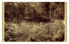 Stepnoi Krai Western Siberia 1909 Cossack Spring Standard Postcard picture