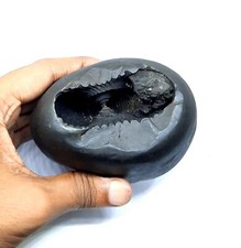 Shaligram Stone Lakshmi Narsimha Nepal Gandaki River Laxmi Narayan Saligram picture