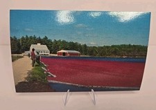 Vintage Postcard  Cranberry  Harvest Carver,  Massachusetts 93360-D  picture