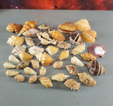MIXED NATURAL SEASHELL 39pc ASSORTED LOT MOON SNAIL MONEY COWRIE SHINBONE CONCH picture