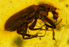 A101 BU1921 Unusual Beetle in large 25g Burmese Amber Burmite 99mya picture