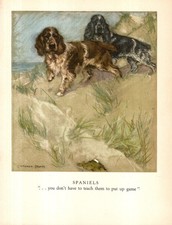 1947 Antique Springer Spaniel Print Cocker Spaniel Print Vernon Stokes Art 6869a picture
