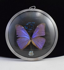 VTG BLUE MORPHO MENELAUSE FLORAL FRAMED REAL BUTTERFLY TAXIDERMY picture