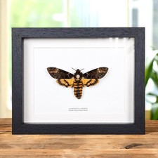 XL Death's Head Taxidermy Moth Frame (Acherontia atropos) picture