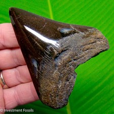 Megalodon Shark Tooth Real Fossil 3.82” NO RESTORATIONS Sharks Teeth picture