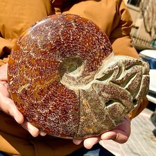 4.33LB Rare natural polished Natural conch fossil specimens of Madagascar picture