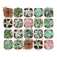 Shop Succulents Coastal Succulent Bulk Plant Pack Collection 32 Pack, picture
