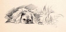 Pekingese 