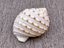 Spotted Tun Seashells Large Tonna Tessalata (1 shell approx. 4+ inches) picture