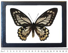 Ornithoptera croesus lydius FEMALE black gold butterfly Indonesia FRAMED picture
