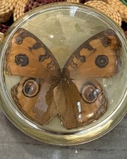 Peacock Pansy Butterfly Lucite Vintage Paperweight Large Dome picture
