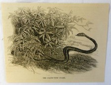 small 1884 magazine engraving ~ COACH-WHIP SNAKE picture