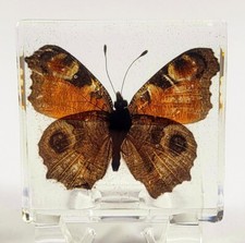 48mm Real Peacock Pansy Butterfly in Clear Lucite Resin Preserved Junonia Almana picture