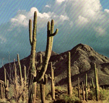 * VTG Postcard AZ Giant Saguaros Cactus Blossom State Flower Souvenir Ephemera picture