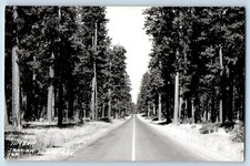 Oregon OR Postcard RPPC Photo Timber Santiam Highway Trees Scene c1950's picture