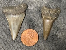 Giant Mako Shark Tooth - Cosmopolitodusn hastalis - Antwerp Harbour, Belgium picture