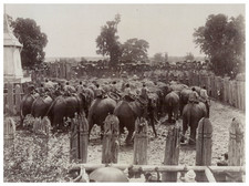 Siam, Aynthia, Elephant Hunting Vintage Albumen Print Albumen Print 15.5x picture