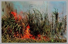 Sugar Cane Field Burning US Sugar Corp. Clewiston Florida Chrome c1960s Postcard picture