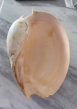 HUGE 14” Melo Amphora Giant Baler Shell Diadem Volute Peach Pink (Diadem Volute picture
