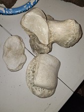 RARE MUSEUM QUALITY MEGAFAUNA GMP ASSOCIATED FOSSILS LOOK👀👀 picture