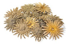 Multileg Sunflower Starfish Sea Shell Wedding Real Beach Craft 2