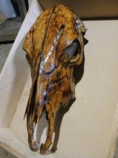 Beautiful Hand Torched Cow Skull picture