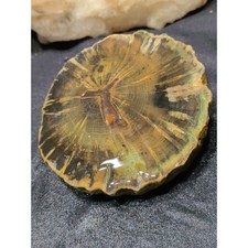 Zimbabwe Petrified Wood Slab Specimen End Cut (15.3oz) picture