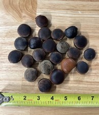 Vintage Hamburger Sea Beans Mucuna Seeds Natural Drift Seeds Lot Of 22 picture