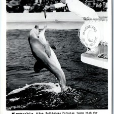 c1950s Palos Verdes, CA Marineland of the Pacific Frankie Porpoise RPPC Postcard picture