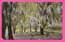 Tropical Florida Scenery - Posted 1915 Rockhill SC - Postcard picture