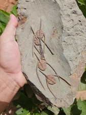 Line of 4 Fossils Trilobites (Lonchodomas) from Ordovician fezouata Morocco picture
