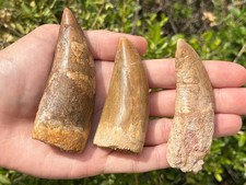 Large Carcharodontosaurus Dinosaur Teeth Fossils LOT Morocco Theropod  Restored picture