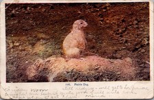 1907 Prairie Dog Postcard Elwood IN to Topeka KS One Cent Stamp picture