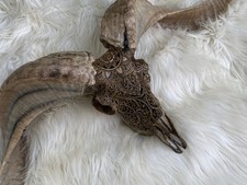 gorgeous 29'' long Ram Skull with pretty Mandala Carving Carved Goat Skull picture