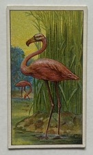Morris Marvels Universe Flamingo Bird Tobacco Card CC7 picture