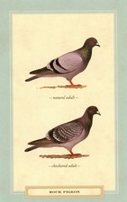 Rock Pigeon, Adults, David Sibley (American, 1961-) --New POSTCARD picture